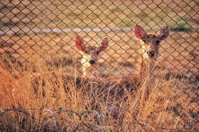 deer behind fence