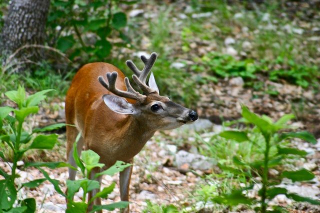 deer eating plants in the garden